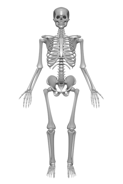 Skeleton Analogy